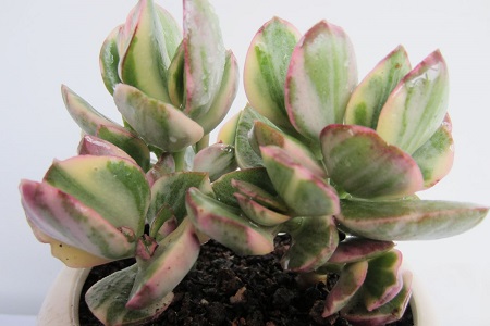 花月锦的养殖方法和注意些什么大全