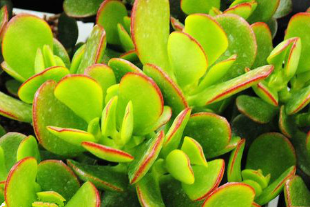 花月锦的养殖方法和注意些什么大全