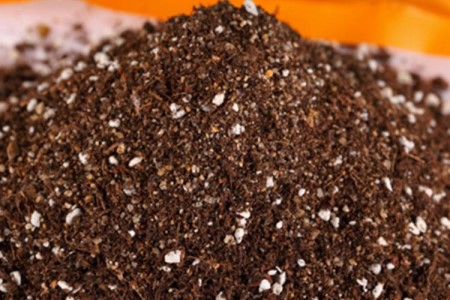 龟背竹水培转土培的方法