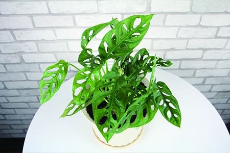 龟背竹水培转土培的方法