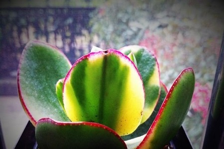 花月锦的养殖方法和注意些什么大全