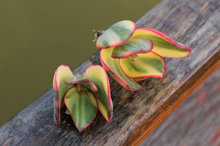 花月锦的养殖方法和注意些什么大全