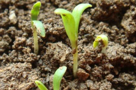 春天种植金盏菊的方法