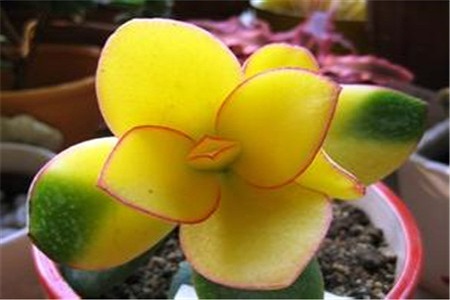 花月锦的养殖方法和注意些什么大全