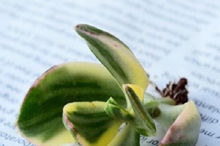 花月锦的养殖方法和注意些什么大全