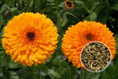 春天种植金盏菊的方法