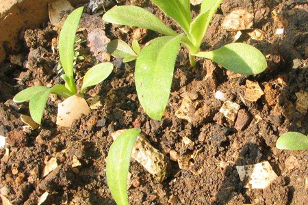 春天种植金盏菊的方法