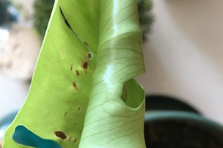 龟背竹炭疽病用什么药