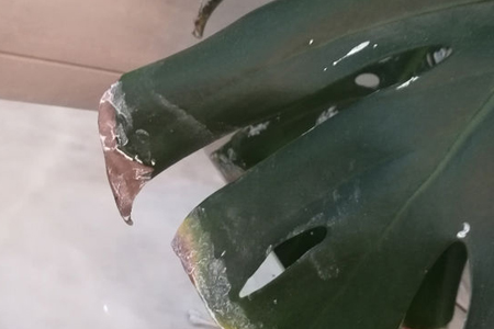 龟背竹炭疽病用什么药