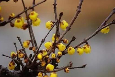 腊梅春天什么时间嫁接