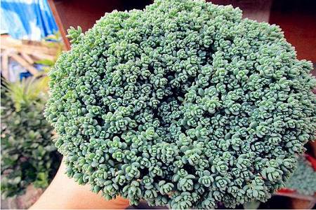 姬星美人的养殖方法和注意些什么大全