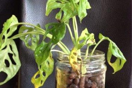 龟背竹黄叶怎么剪