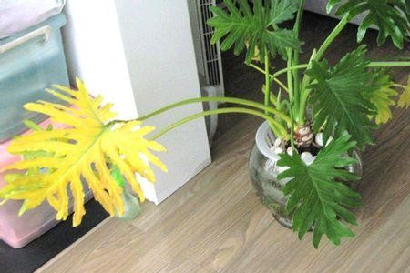 龟背竹黄叶怎么剪