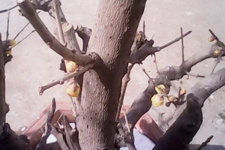 腊梅春天可以剪枝吗