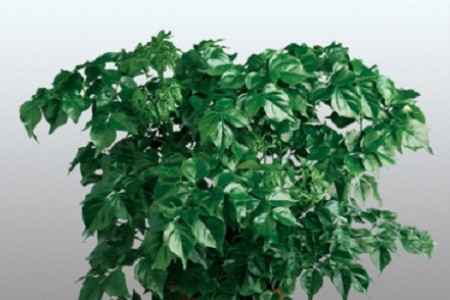 富贵树的养殖方法和注意些什么大全