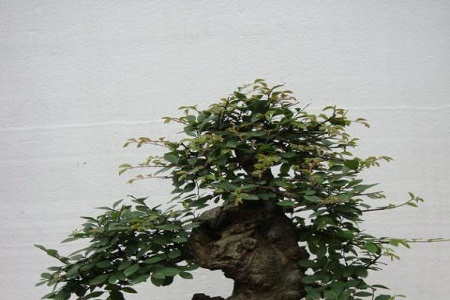 富贵树的养殖方法和注意些什么大全