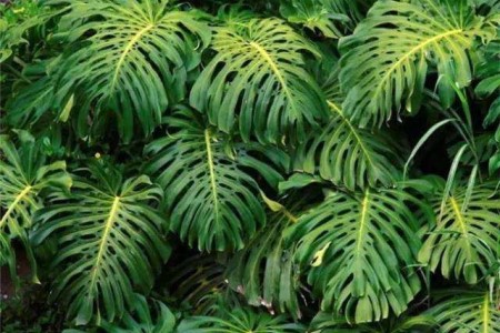 龟背竹黄叶子是什么问题