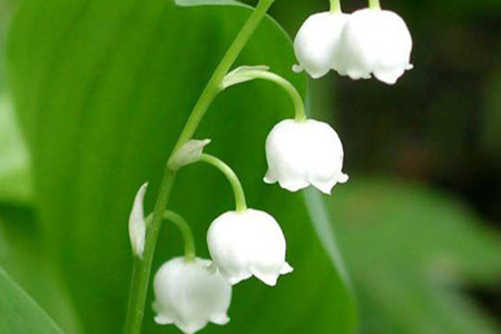 春天可以种植铃兰吗