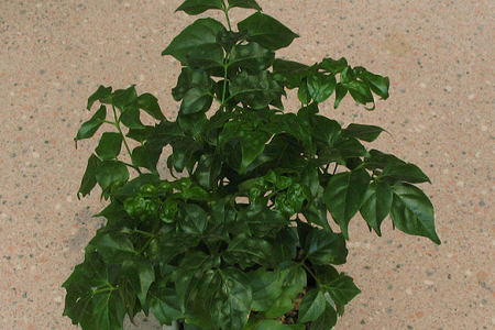 富贵树的养殖方法和注意些什么大全