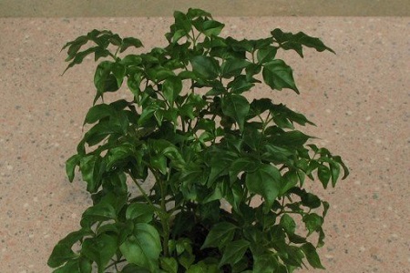 富贵树的养殖方法和注意些什么大全