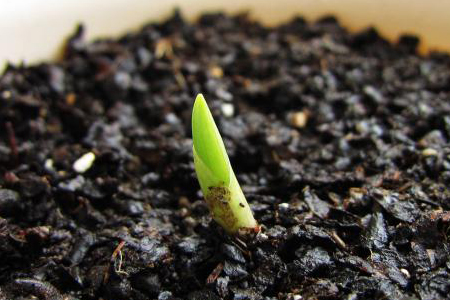 春天可以种植铃兰吗