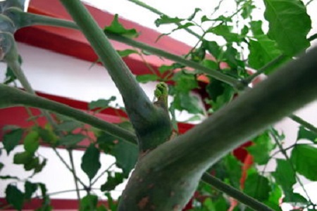 富贵树的养殖方法和注意些什么大全