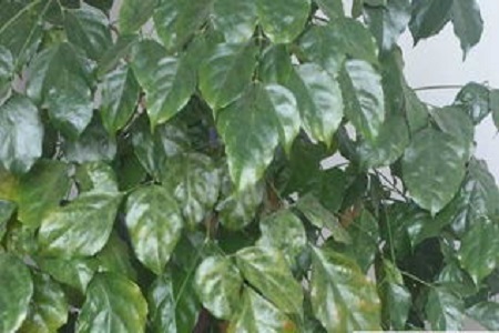 富贵树的养殖方法和注意些什么大全