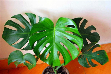 龟背竹长的快吗