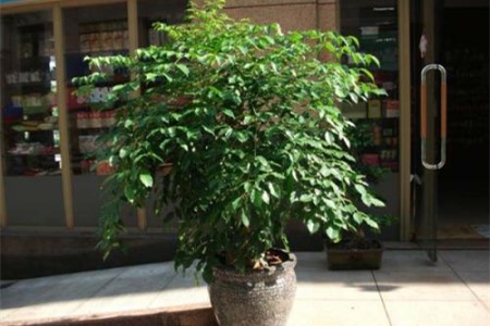 富贵树的养殖方法和注意些什么大全