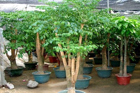 富贵树的养殖方法和注意些什么大全