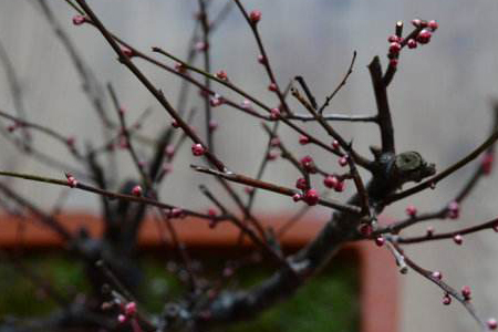 梅花春天怎么修剪