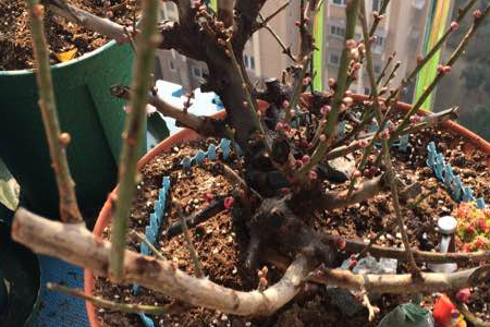 梅花春天怎么修剪