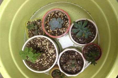 春天多肉植物怎么浇水