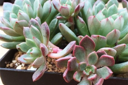 春天多肉植物怎么浇水