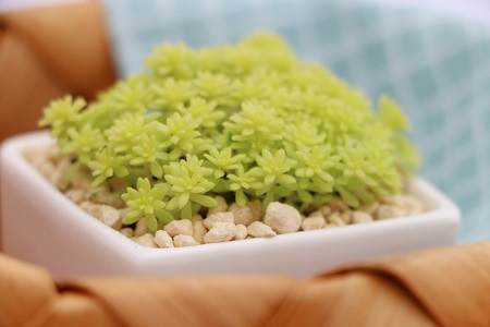 黄金万年草的养殖方法和注意些什么大全