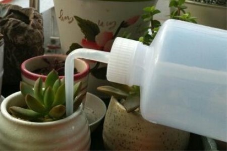 春天多肉植物怎么浇水