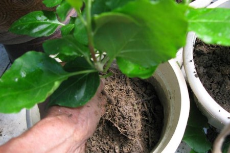 春天三角梅可以换盆吗