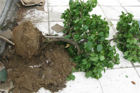 春天三角梅可以换盆吗