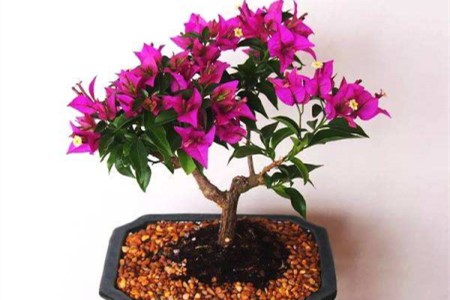 春天三角梅可以换盆吗