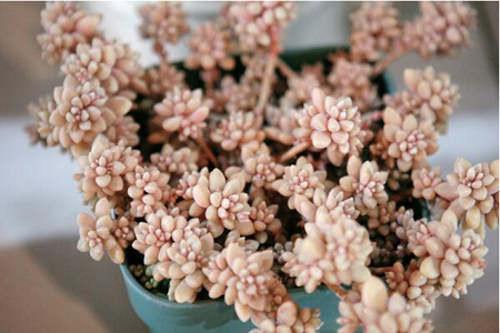 姬秋丽的养殖方法和注意些什么大全