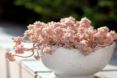 姬秋丽的养殖方法和注意些什么大全