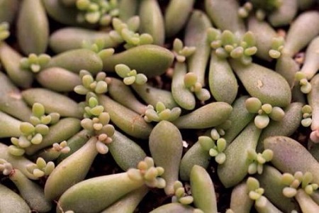 姬秋丽的养殖方法和注意些什么大全