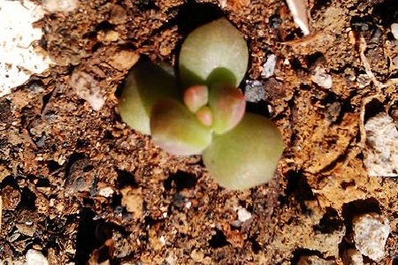 姬秋丽的养殖方法和注意些什么大全