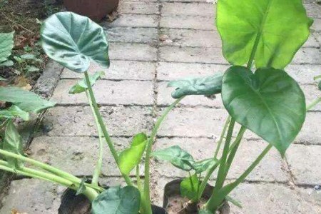 龟背竹怎么种植能开背