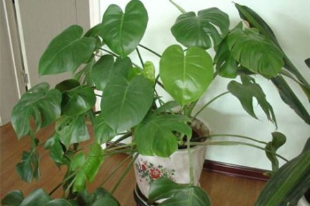 龟背竹怎么种植能开背