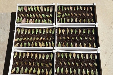 姬秋丽的养殖方法和注意些什么大全