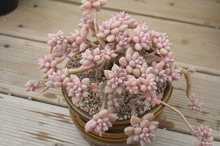 姬秋丽的养殖方法和注意些什么大全