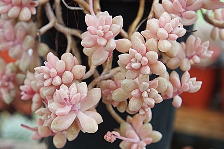 姬秋丽的养殖方法和注意些什么大全