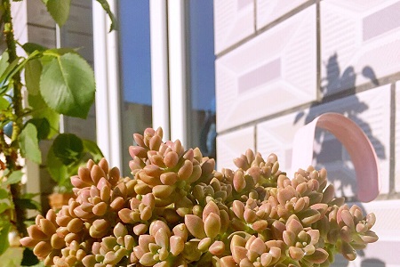 姬秋丽的养殖方法和注意些什么大全