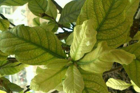 春天茉莉叶子发黄的原因